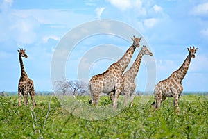 Group of giraffes in Etosha National Park, Namibia, Africa