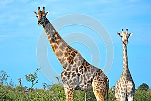 Group of giraffes in Etosha National Park, Namibia, Africa