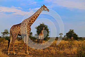 Group of Giraffes (Giraffa camelopardalis)