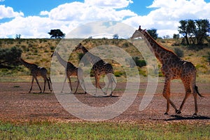 Group of Giraffes (Giraffa camelopardalis)