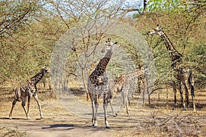 Group of giraffes, Giraffa camelopardalis reticulata in Bandia reserve, Senegal. It is close up wildlife photo of animal in Africa