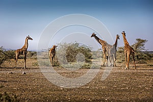 Group of giraffes grazing in the Serengeti National Park, Tanzania