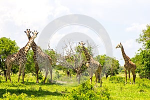 Group of giraffes in the green grass