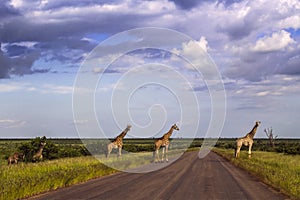Group of giraffes in a green savannah, Kruger Park, South Africa