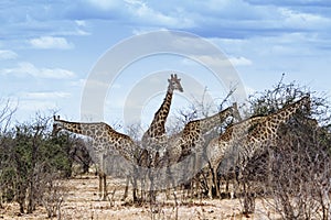 Group of Giraffes in Kruger National park