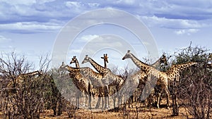Group of Giraffes in Kruger National park