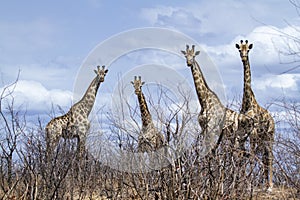group of Giraffes in Kruger National park, in the road, South Africa