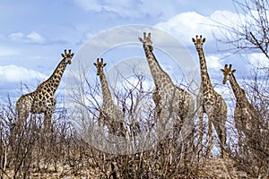 group of Giraffes in Kruger National park, in the road, South Africa
