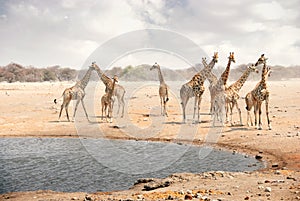 Group of Giraffes of in Namibia - Etosha National Park