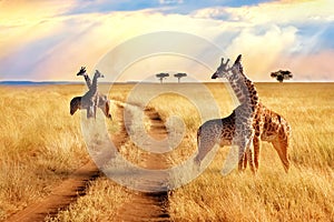 Group of giraffes near the road in the Serengeti National Park. Sunset background.