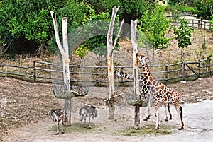 Group giraffes and ostriches