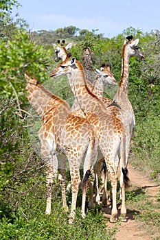 A group of giraffes photographed in the Tala Private Game Park.