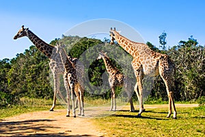 Group of giraffes on a safari.