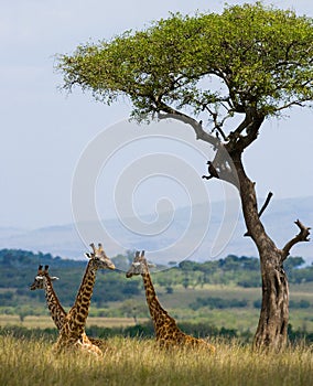 Group of giraffes in the savanna. Kenya. Tanzania. East Africa.