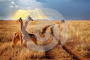 Group of giraffes in the Serengeti National Park on a sunset background with rays of sunlight. African safari.