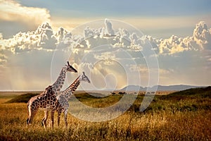 Group of giraffes in the Serengeti National Park. Sunset background. Sky with rays of light in the African savannah.