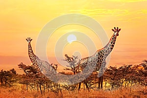 Group of giraffes on sunset background.