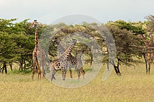 Group of giraffes in the trees