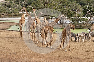 A group of giraffes and they use their long necks to reach leaves