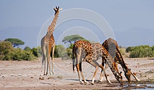 Group of giraffes at the watering. Kenya. Tanzania. East Africa.
