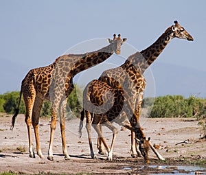 Group of giraffes at the watering. Kenya. Tanzania. East Africa.