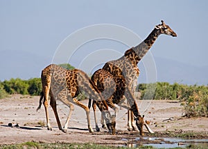 Group of giraffes at the watering. Kenya. Tanzania. East Africa.