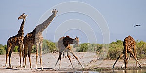 Group of giraffes at the watering. Kenya. Tanzania. East Africa.