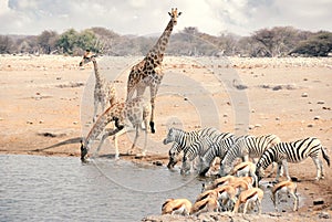 Group of Giraffes, Zebras and Springboks in Namibia - Etosha National Park