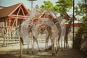 Group of giraffes in the zoo