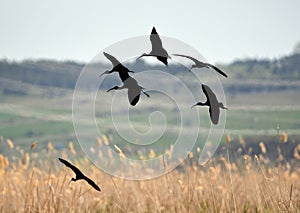 a group of glossy ibis fly over the reeds