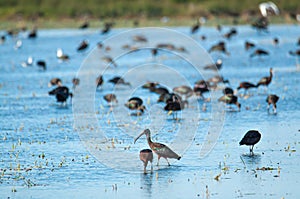 A group of glossy ibis Plegadis falcinellus walking in a marsh