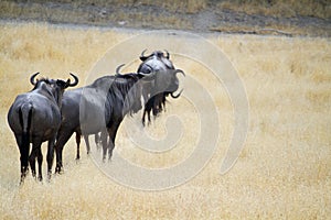 Group of Gnu Antelopes