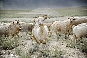 Group of goat field, Padum, Zanskar vally photo