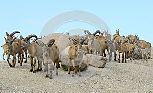 Group of goat males background