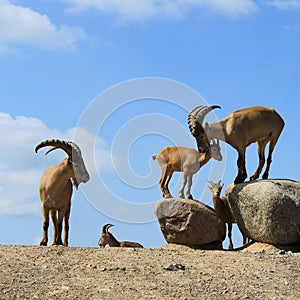 Group of goat males background