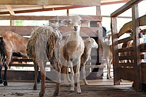 Group of goats in barn