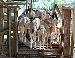 Group of goats in barn