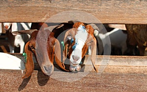 Group of goats in barn