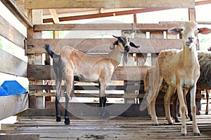 Group of goats in barn