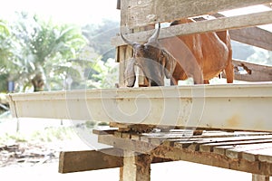 Group of goats in barn