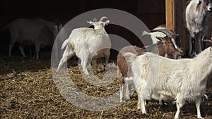 Group goats Capra hircus