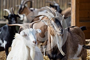 Group goats Capra hircus photo