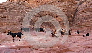 Group of goats chilling on the rock in Jordan