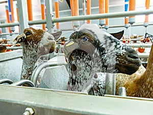 Group of goats ready to be milked in cheese factory photo
