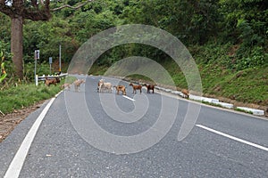 A group of goats crossing road in countryside