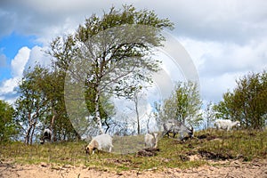 Group goats at Dutch wadden island Terschelling