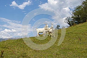 A group of goats grazing, Samegrelo, Georgia