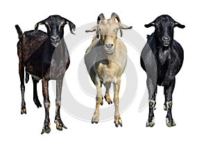 Group of goats isolated on white. Goats standing full length and looking in camera. Farm animals