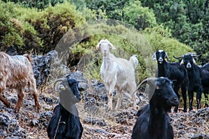 A group of goats, nature background