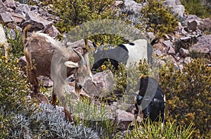 Group of goats in Tilcara valley, Jujuy